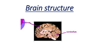 Brain structure
 