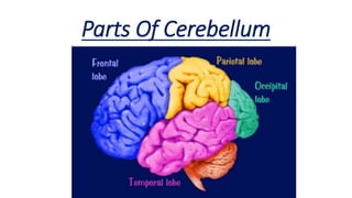 Parts Of Cerebellum
 