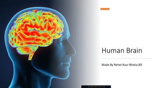 Human Brain
Made By Rehet Kaur Bhatia 8D
This Photo by Unknown Author is licensed under CC BY-SA
 