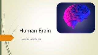 Human Brain
MADE BY – ANKITA JHA
 