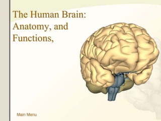 The Human Brain:
Anatomy, and
Functions,
 