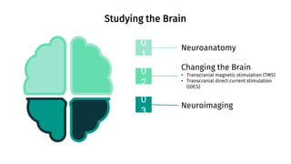 Human brain understanding the complex structure | PPTX | Brain and ...