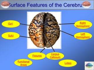 Surface Features of the Cerebrum
Right
Hemisphere
Left
Hemisphere
Fissures
Corpus
Callosum
Functional
Areas
Lobes
Sulci
Cerebrum
Gyri
 