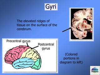 Gyri
The elevated ridges of
tissue on the surface of the
cerebrum.
Precentral gyrus
Postcentral
gyrus
Surface
Features
(Colored
portions in
diagram to left)
 