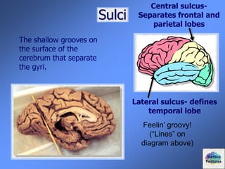 Sulci
The shallow grooves on
the surface of the
cerebrum that separate
the gyri.
Central sulcus-
Separates frontal and
parietal lobes
Lateral sulcus- defines
temporal lobe
Surface
Features
Feelin’ groovy!
(“Lines” on
diagram above)
 