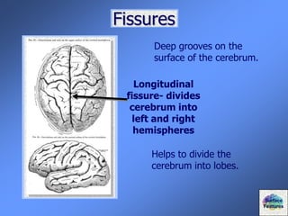 Fissures
Deep grooves on the
surface of the cerebrum.
Longitudinal
fissure- divides
cerebrum into
left and right
hemispheres
Helps to divide the
cerebrum into lobes.
Surface
Features
 