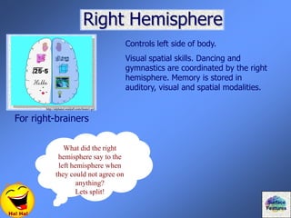 Right Hemisphere
For right-brainers
Ha! Ha!
Controls left side of body.
Visual spatial skills. Dancing and
gymnastics are coordinated by the right
hemisphere. Memory is stored in
auditory, visual and spatial modalities.
What did the right
hemisphere say to the
left hemisphere when
they could not agree on
anything?
Lets split!
Surface
Features
http://alphatel.waika9.com/brain1.gif
 