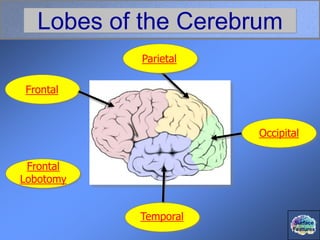 Frontal
Lobotomy
Lobes of the Cerebrum
Frontal
Temporal
Occipital
Parietal
Surface
Features
 