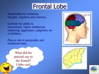 Frontal Lobe
Responsible for conscious
thought, cognition and memory.
Controls the ability to
concentrate, higher intellectual
reasoning, aggression, judgment, an
d inhibition.
Plays a role in personality and
emotional traits.
What did the
parietal say to
the frontal?
I lobe you!
Ha! Ha!
Lobes
 