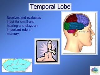 Temporal Lobe
Receives and evaluates
input for smell and
hearing and plays an
important role in
memory.
Lobes
 