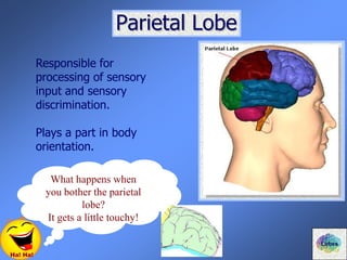 Parietal Lobe
Responsible for
processing of sensory
input and sensory
discrimination.
Plays a part in body
orientation.
Ha! Ha!
What happens when
you bother the parietal
lobe?
It gets a little touchy!
Lobes
 