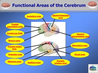 Functional Areas of the Cerebrum
Frontal eye field
Visual area
Wernicke’s area
Broca’s area
Frontal
association area
Primary motor
area
General
interpretation area
Olfactory area
Auditory area
Somatic
sensory area
Speech/language
area
Gustatory area
Surface
Features
Premotor area
 