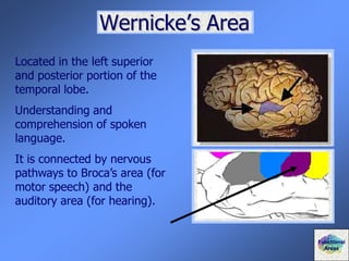 Located in the left superior
and posterior portion of the
temporal lobe.
Understanding and
comprehension of spoken
language.
It is connected by nervous
pathways to Broca’s area (for
motor speech) and the
auditory area (for hearing).
Wernicke’s Area
Functional
Areas
 