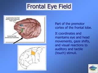Frontal Eye Field
Part of the premotor
cortex of the frontal lobe.
It coordinates and
maintains eye and head
movements, gaze shifts,
and visual reactions to
auditory and tactile
(touch) stimuli.
Functional
Areas
 