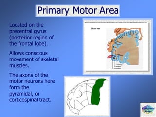 Primary Motor Area
Located on the
precentral gyrus
(posterior region of
the frontal lobe).
Allows conscious
movement of skeletal
muscles.
The axons of the
motor neurons here
form the
pyramidal, or
corticospinal tract.
Functional
Areas
 