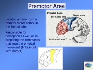 Premotor Area
Located anterior to the
primary motor cortex in
the frontal lobe.
Responsible for
perception as well as in
preparing the commands
that result in physical
movement (links input
with output).
Functional
Areas
 