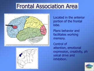 Frontal Association Area
Located in the anterior
portion of the frontal
lobe.
Plans behavior and
facilitates working
memory.
Control of
attention, emotional
expression, creativity, ph
ysical drive and
inhibition.
Functional
Areas
 