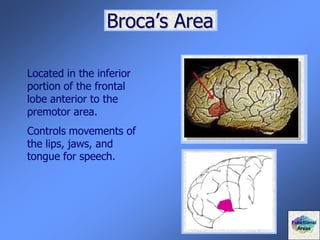 Broca’s Area
Located in the inferior
portion of the frontal
lobe anterior to the
premotor area.
Controls movements of
the lips, jaws, and
tongue for speech.
Functional
Areas
 