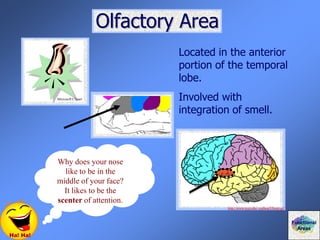 Olfactory Area
Located in the anterior
portion of the temporal
lobe.
Involved with
integration of smell.
Ha! Ha!
Why does your nose
like to be in the
middle of your face?
It likes to be the
scenter of attention.
Functional
Areas
http://www.tcnj.edu/~cathcar2/brain.gif
Microsoft Clipart
 