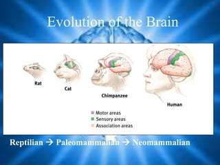 Evolution of the Brain
Reptilian  Paleomammalian  Neomammalian
 