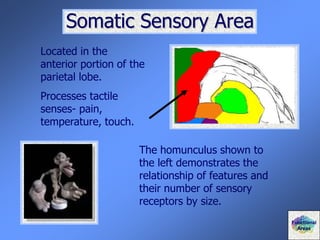 Somatic Sensory Area
Located in the
anterior portion of the
parietal lobe.
Processes tactile
senses- pain,
temperature, touch.
The homunculus shown to
the left demonstrates the
relationship of features and
their number of sensory
receptors by size.
Functional
Areas
 