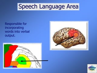 Speech Language Area
Responsible for
incorporating
words into verbal
output.
Functional
Areas
 