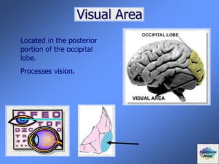 Visual Area
Located in the posterior
portion of the occipital
lobe.
Processes vision.
Functional
Areas
VISUAL AREA
 