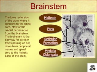 Brainstem
The lower extension
of the brain where it
connects to the spinal
cord. Most of the
cranial nerves arise
from the brainstem.
The brainstem is the
pathway for all fiber
tracts passing up and
down from peripheral
nerves and spinal
cord to the highest
parts of the brain.
 