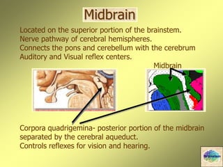 http://www.hk.edu.tw/~mehu/VanDeGraff/Figures/Chap11/midbrain%20ant.jpg
Located on the superior portion of the brainstem.
Nerve pathway of cerebral hemispheres.
Connects the pons and cerebellum with the cerebrum
Auditory and Visual reflex centers.
Midbrain
Corpora quadrigemina- posterior portion of the midbrain
separated by the cerebral aqueduct.
Controls reflexes for vision and hearing.
Midbrain
Brainstem
 
