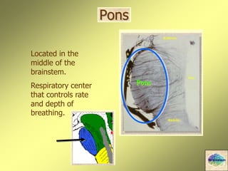 Pons
Located in the
middle of the
brainstem.
Respiratory center
that controls rate
and depth of
breathing.
Pons
Brainstem
 