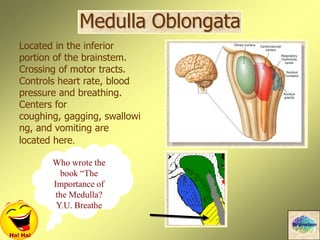 Medulla Oblongata
Located in the inferior
portion of the brainstem.
Crossing of motor tracts.
Controls heart rate, blood
pressure and breathing.
Centers for
coughing, gagging, swallowi
ng, and vomiting are
located here.
Ha! Ha!
Who wrote the
book “The
Importance of
the Medulla?
Y.U. Breathe
Brainstem
 