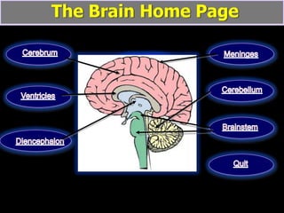 The Brain Home Page
 