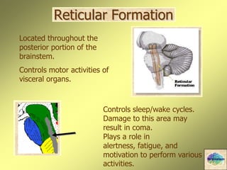 Reticular Formation
Located throughout the
posterior portion of the
brainstem.
Controls motor activities of
visceral organs.
Controls sleep/wake cycles.
Damage to this area may
result in coma.
Plays a role in
alertness, fatigue, and
motivation to perform various
activities.
Brainstem
 
