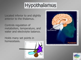 Hypothalamus
Located inferior to and slightly
anterior to the thalamus.
Controls regulation of
metabolism, temperature, and
water and electrolyte balance.
Holds many set points in
homeostasis.
Diencephalons
 