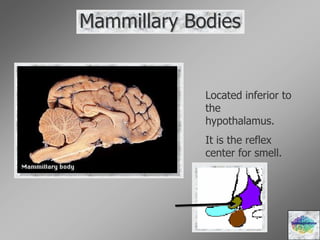 Mammillary Bodies
Located inferior to
the
hypothalamus.
It is the reflex
center for smell.
Diencephalons
 