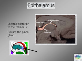 Epithalamus
Located posterior
to the thalamus.
Houses the pineal
gland.
Diencephalons
 