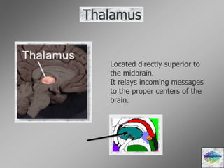 Thalamus
Located directly superior to
the midbrain.
It relays incoming messages
to the proper centers of the
brain.
Diencephalons
 