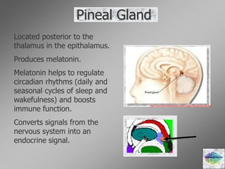 Pineal Gland
Located posterior to the
thalamus in the epithalamus.
Produces melatonin.
Melatonin helps to regulate
circadian rhythms (daily and
seasonal cycles of sleep and
wakefulness) and boosts
immune function.
Converts signals from the
nervous system into an
endocrine signal.
Diencephalons
http://www.howcomyoucom.com/images/PinealLocation.jpg
 