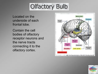 Olfactory Bulb
Diencephalons
http://www.ehponline.org/docs/1998/106-12/focusfig-brain.GIF
Located on the
underside of each
frontal lobe.
Contain the cell
bodies of olfactory
receptor neurons and
the nerve tracts
connecting it to the
olfactory cortex.
 