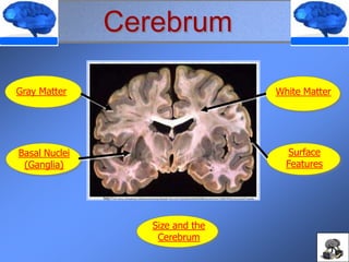 Size and the
Cerebrum
Cerebrum
Gray Matter White Matter
Basal Nuclei
(Ganglia)
Surface
Features
http://cfs1.tistory.com/upload_control/download.blog?fhandle=YmxvZzE1Njk4QGZzMS50aXN0b3J5LmNvbTovYXR0YWNoLzEyLzEyMTUuanBn
 