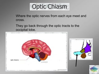 Optic Chiasm
Diencephalons
Where the optic nerves from each eye meet and
cross.
They go back through the optic tracts to the
occipital lobe.
 