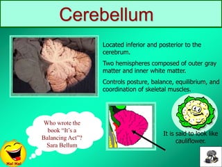 Cerebellum
Located inferior and posterior to the
cerebrum.
Two hemispheres composed of outer gray
matter and inner white matter.
Controls posture, balance, equilibrium, and
coordination of skeletal muscles.
It is said to look like
cauliflower.
Who wrote the
book “It’s a
Balancing Act”?
Sara Bellum
Ha! Ha!
 