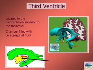 Third Ventricle
Located in the
diencephelon superior to
the thalamus.
Chamber filled with
cerebrospinal fluid.
Ventricles
 