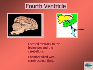Fourth Ventricle
Located medially to the
brainstem and the
cerebellum.
Chamber filled with
cerebrospinal fluid.
Ventricles
 