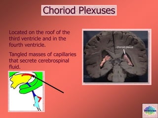 Choriod Plexuses
Located on the roof of the
third ventricle and in the
fourth ventricle.
Tangled masses of capillaries
that secrete cerebrospinal
fluid.
Ventricles
 