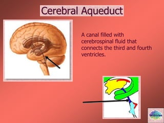 Cerebral Aqueduct
A canal filled with
cerebrospinal fluid that
connects the third and fourth
ventricles.
Ventricles
 