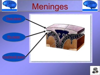 Meninges
Dura mater
Pia mater
Arachnoid mater
 