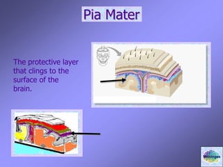 Pia Mater
The protective layer
that clings to the
surface of the
brain.
Meninges
 