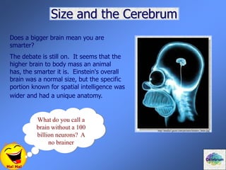 Size and the Cerebrum
Ha! Ha!
What do you call a
brain without a 100
billion neurons? A
no brainer
Does a bigger brain mean you are
smarter?
The debate is still on. It seems that the
higher brain to body mass an animal
has, the smarter it is. Einstein's overall
brain was a normal size, but the specific
portion known for spatial intelligence was
wider and had a unique anatomy.
Cerebrum
http://media3.guzer.com/pictures/homers_brain.jpg
 