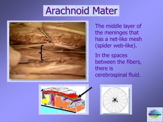Arachnoid Mater
The middle layer of
the meninges that
has a net-like mesh
(spider web-like).
In the spaces
between the fibers,
there is
cerebrospinal fluid.
Meninges
 